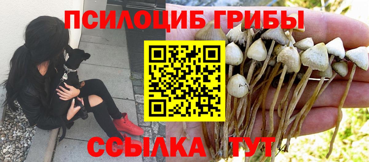 Псилоцибиновые грибы Cubensis Беслан
